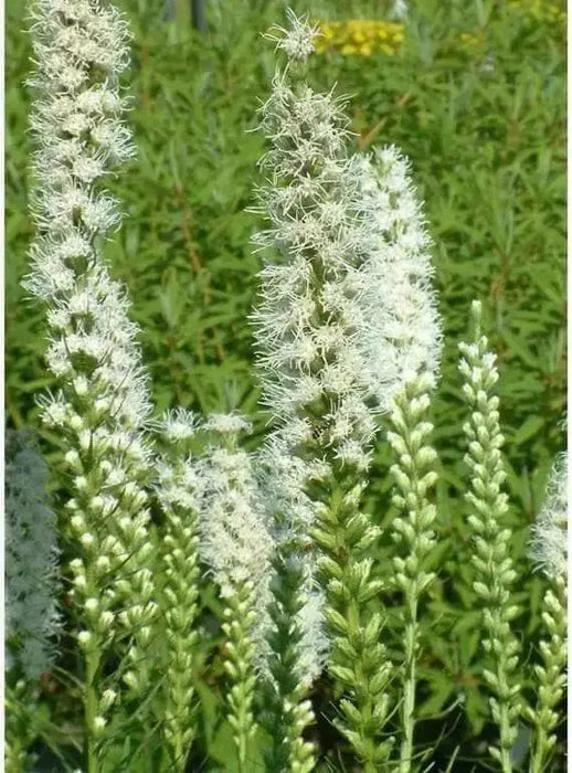 White Blazing Star Bulbs ,Perennial - Caribbean garden seed