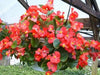 Wax BEGONIA  Seeds,Red ! - Caribbean garden seed