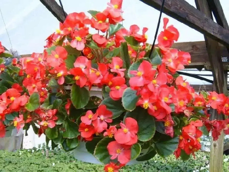 Wax BEGONIA  Seeds,Red ! - Caribbean garden seed