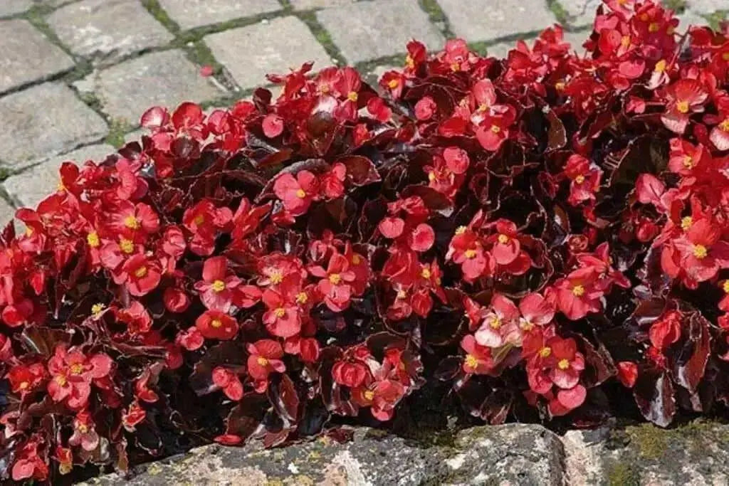 Wax BEGONIA  Seeds,Red ! - Caribbean garden seed