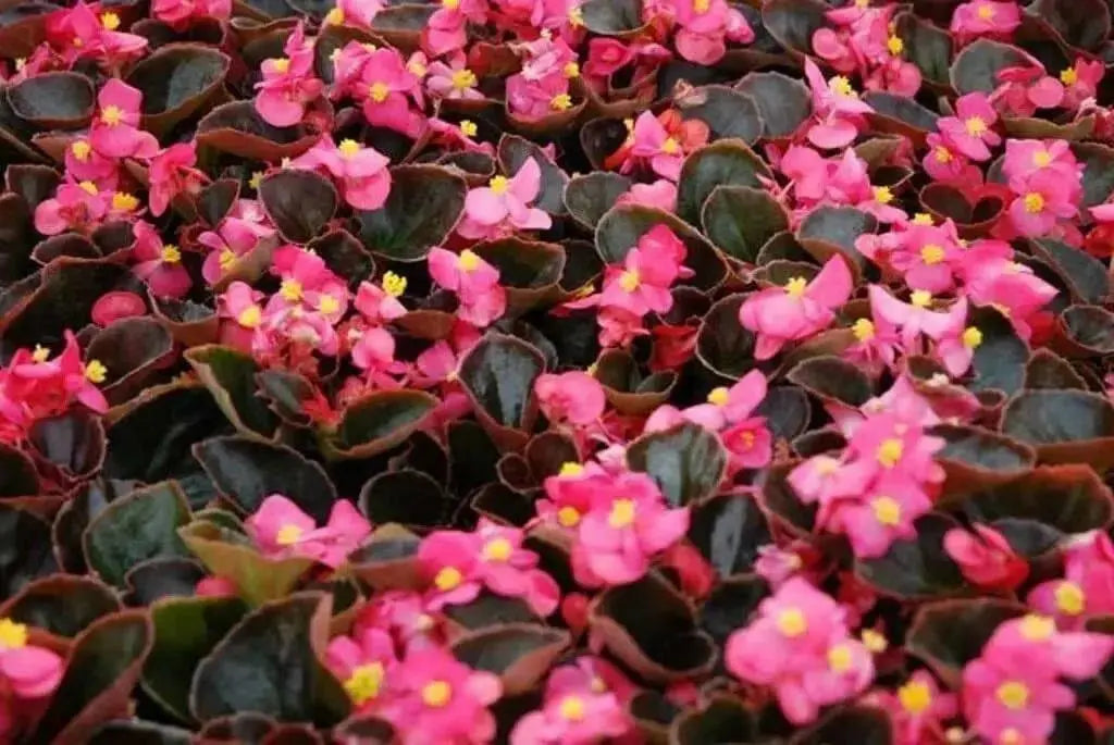 Wax BEGONIA  Seeds,Red ! - Caribbean garden seed