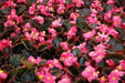 Wax BEGONIA  Seeds,Red ! - Caribbean garden seed