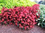 Wax BEGONIA  Seeds,Red ! - Caribbean garden seed