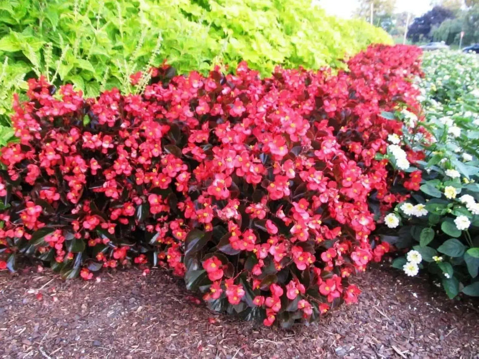 Wax BEGONIA  Seeds,Red ! - Caribbean garden seed