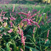 Water Pepper , HERB Seeds, Asian Vegetable, microgreens - Caribbean garden seed