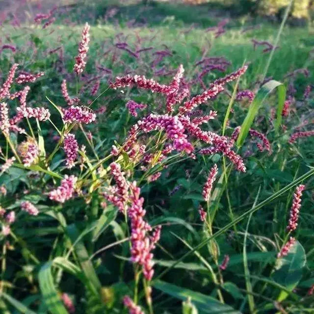 Water Pepper , HERB Seeds, Asian Vegetable, microgreens - Caribbean garden seed
