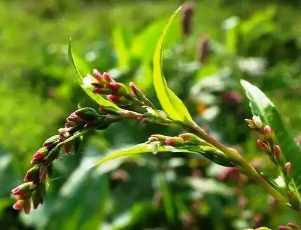 Water Pepper , HERB Seeds, Asian Vegetable, microgreens - Caribbean garden seed