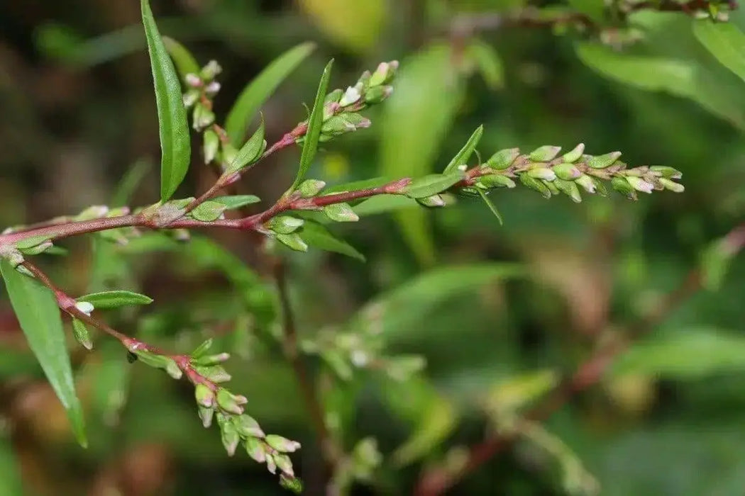 Water Pepper , HERB Seeds, Asian Vegetable, microgreens - Caribbean garden seed