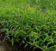 Water Pepper , HERB Seeds, Asian Vegetable, microgreens - Caribbean garden seed