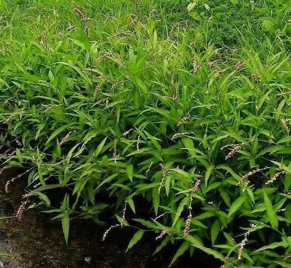 Water Pepper , HERB Seeds, Asian Vegetable, microgreens - Caribbean garden seed