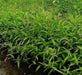 Water Pepper , HERB Seeds, Asian Vegetable, microgreens - Caribbean garden seed