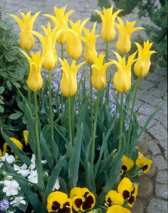 WEST POINT (Tulip  Bulbs) fall planting - Caribbean garden seed