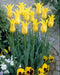 WEST POINT (Tulip  Bulbs) fall planting - Caribbean garden seed