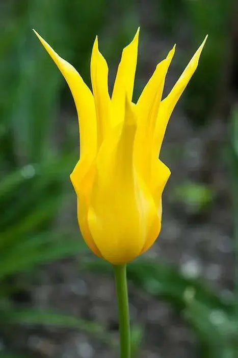 WEST POINT (Tulip  Bulbs) fall planting - Caribbean garden seed