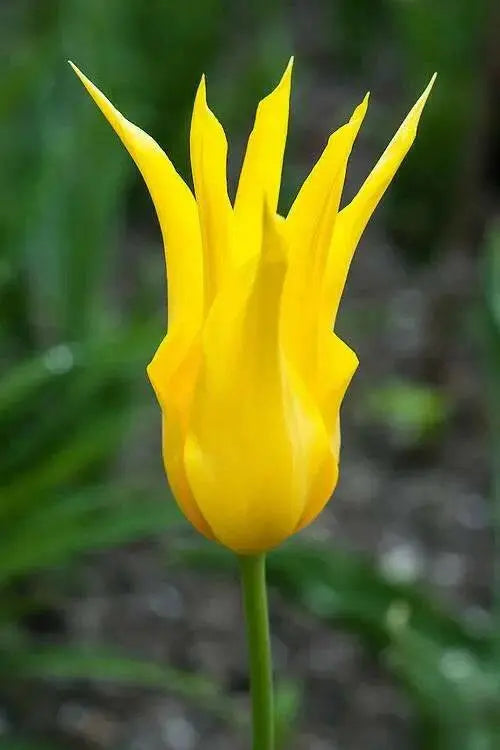 WEST POINT (Tulip  Bulbs) fall planting - Caribbean garden seed