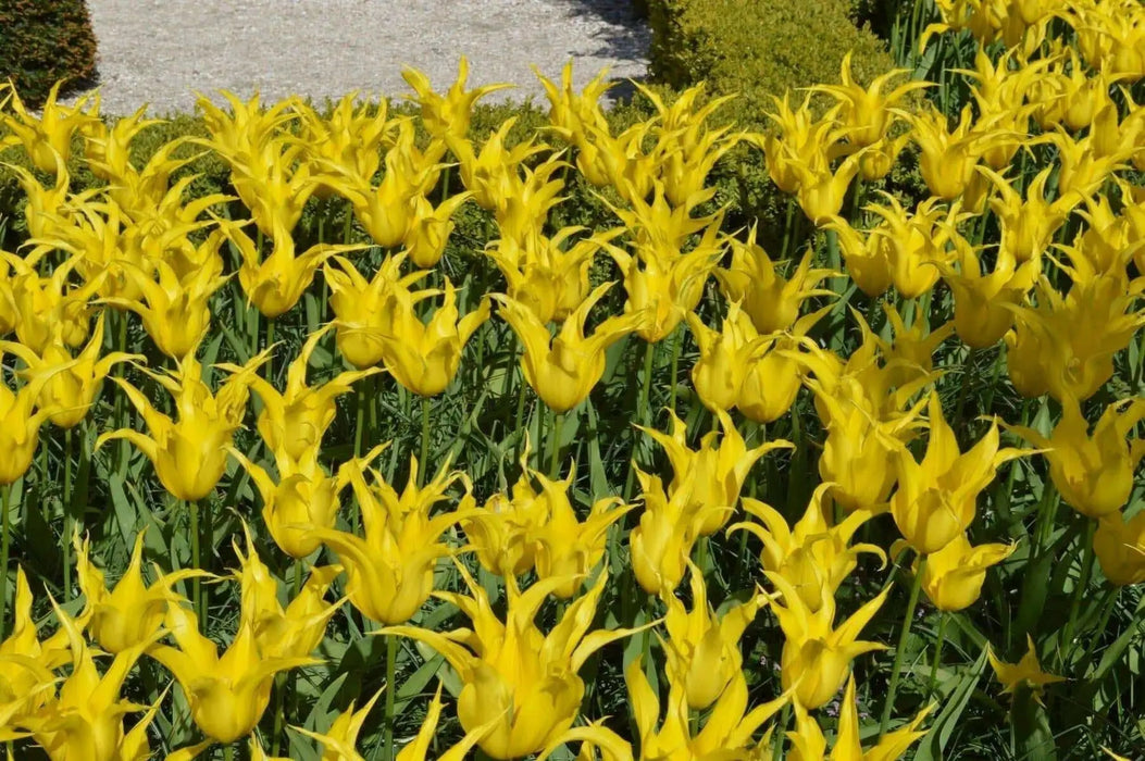 WEST POINT (Tulip  Bulbs) fall planting - Caribbean garden seed