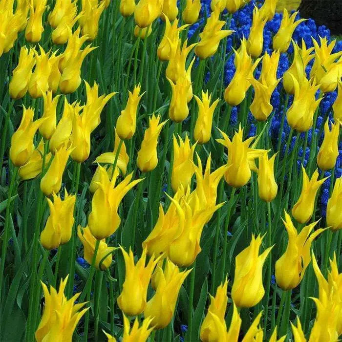 WEST POINT (Tulip  Bulbs) fall planting - Caribbean garden seed