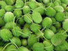 West Indian Gherkin Seeds, Burr CUCUMBER ,Vegetable - Caribbean garden seed