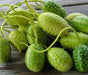 West Indian Gherkin Seeds, Burr CUCUMBER ,Vegetable - Caribbean garden seed