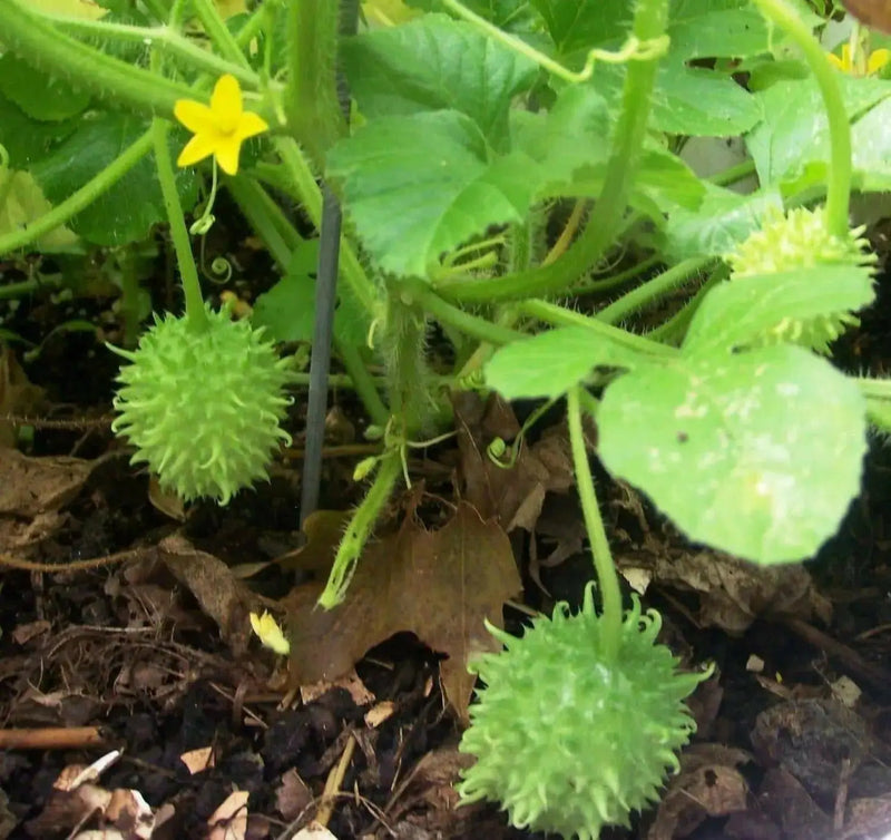 West Indian Gherkin Seeds, Burr CUCUMBER ,Vegetable - Caribbean garden seed