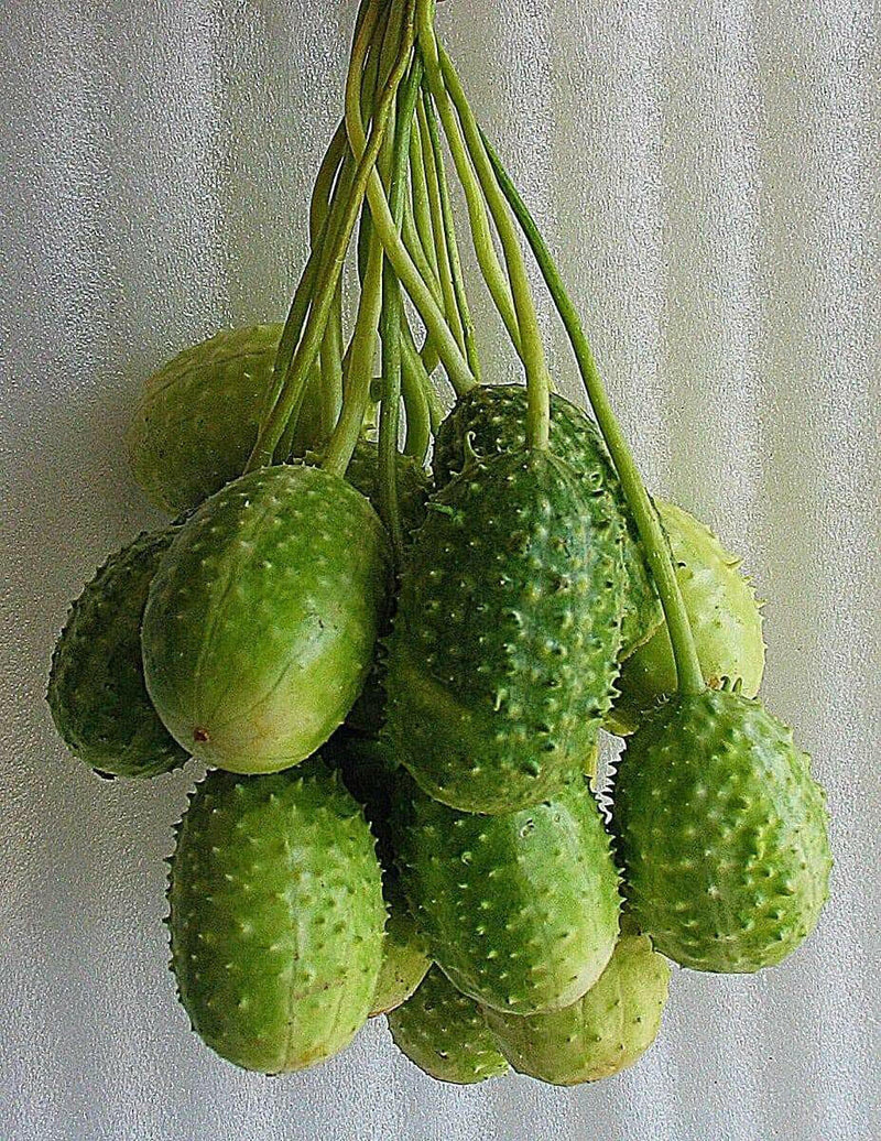 West Indian Gherkin Seeds, Burr CUCUMBER ,Vegetable - Caribbean garden seed