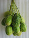 West Indian Gherkin Seeds, Burr CUCUMBER ,Vegetable - Caribbean garden seed