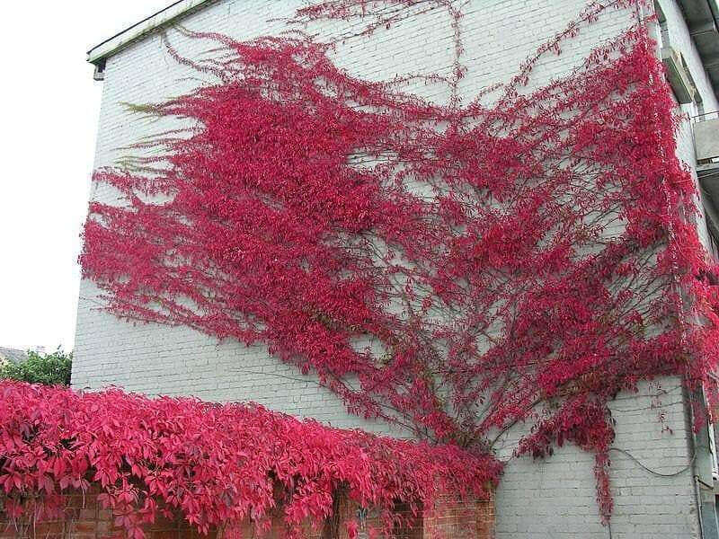 Virginia creeper Seeds -climbing vine - Caribbean garden seed