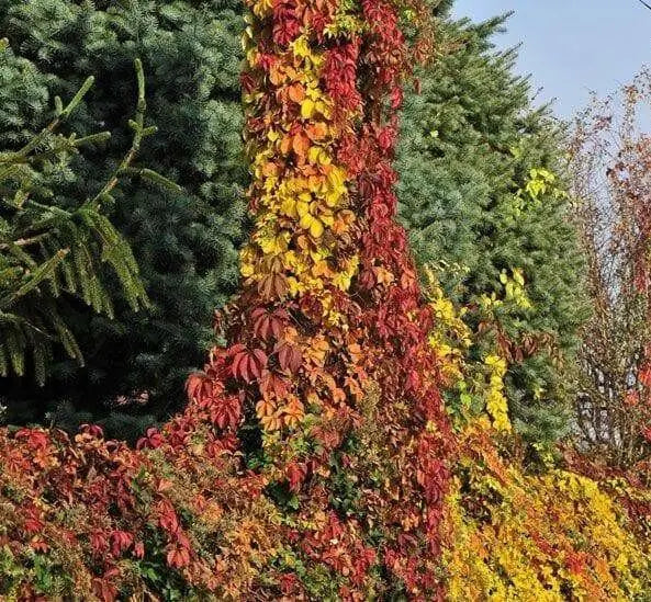 Virginia creeper Seeds -climbing vine - Caribbean garden seed