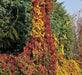 Virginia creeper Seeds -climbing vine - Caribbean garden seed