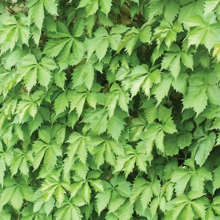 Virginia creeper Seeds -climbing vine - Caribbean garden seed