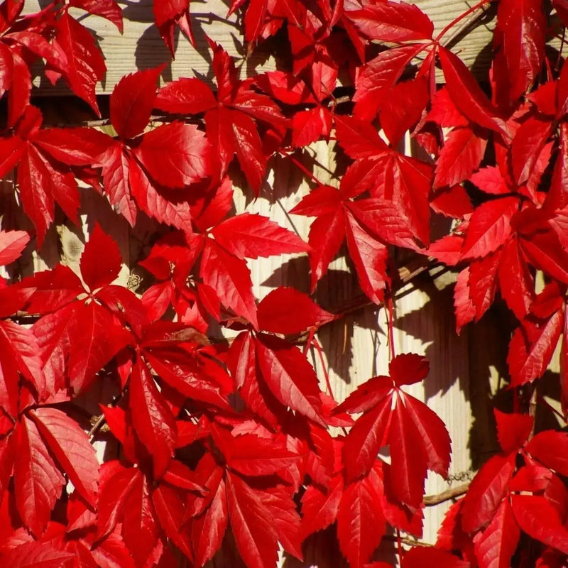 Virginia creeper Seeds -climbing vine - Caribbean garden seed