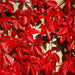 Virginia creeper Seeds -climbing vine - Caribbean garden seed