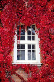 Virginia creeper Seeds -climbing vine - Caribbean garden seed