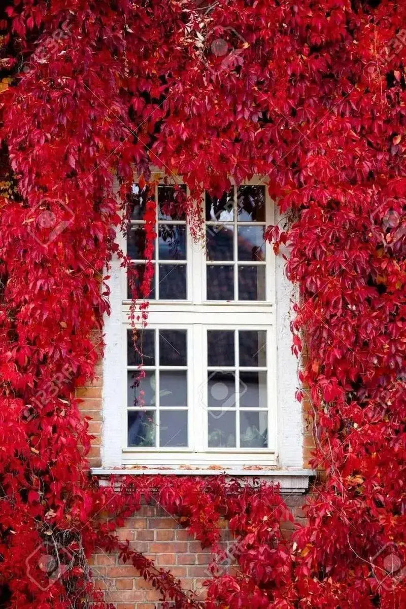 Virginia creeper Seeds -climbing vine - Caribbean garden seed