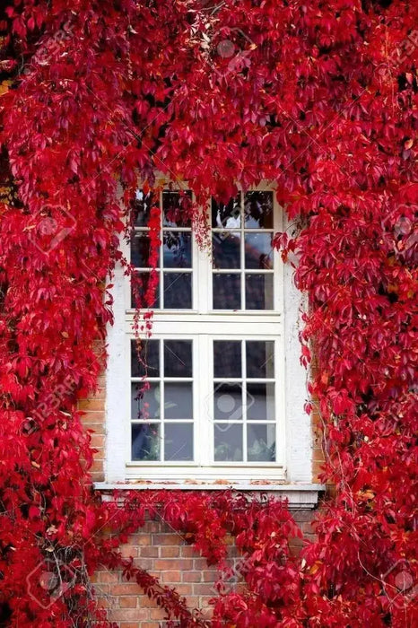 Virginia creeper Seeds -climbing vine - Caribbean garden seed