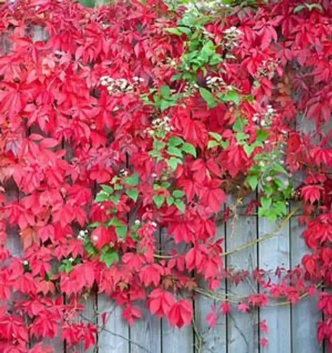 Virginia creeper Seeds -climbing vine - Caribbean garden seed