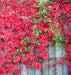 Virginia creeper Seeds -climbing vine - Caribbean garden seed