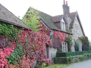Virginia creeper Seeds -climbing vine - Caribbean garden seed