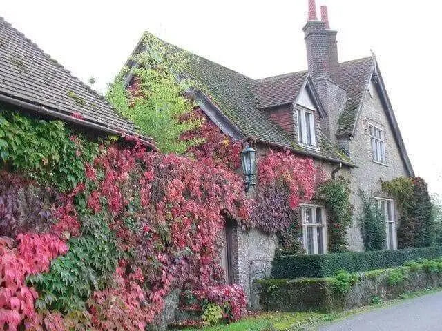 Virginia creeper Seeds -climbing vine - Caribbean garden seed