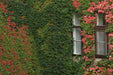 Virginia creeper Seeds -climbing vine - Caribbean garden seed