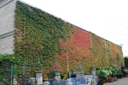 Virginia creeper Seeds -climbing vine - Caribbean garden seed