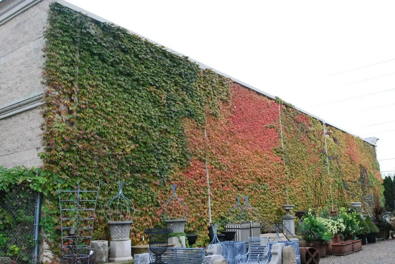 Virginia creeper Seeds -climbing vine - Caribbean garden seed