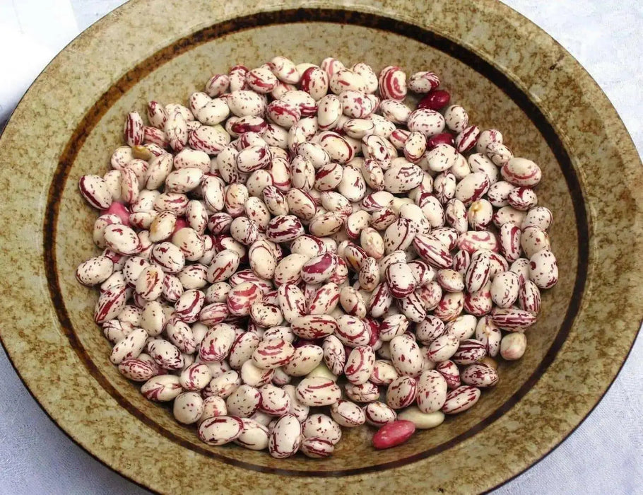 White Cargamanto bean Aka frijol cargamanto rojo - Columbian Heirloom. - Caribbean garden seed