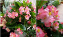 Wax Begonia - Rose  (Begonia Semperflorens -ROSE) GREAT container - Caribbean garden seed