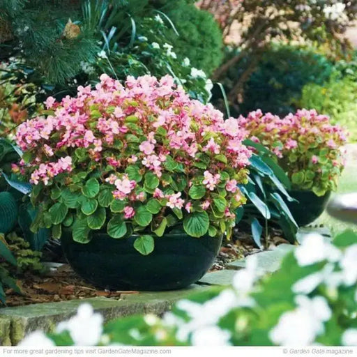 Wax Begonia - Rose  (Begonia Semperflorens -ROSE) GREAT container - Caribbean garden seed