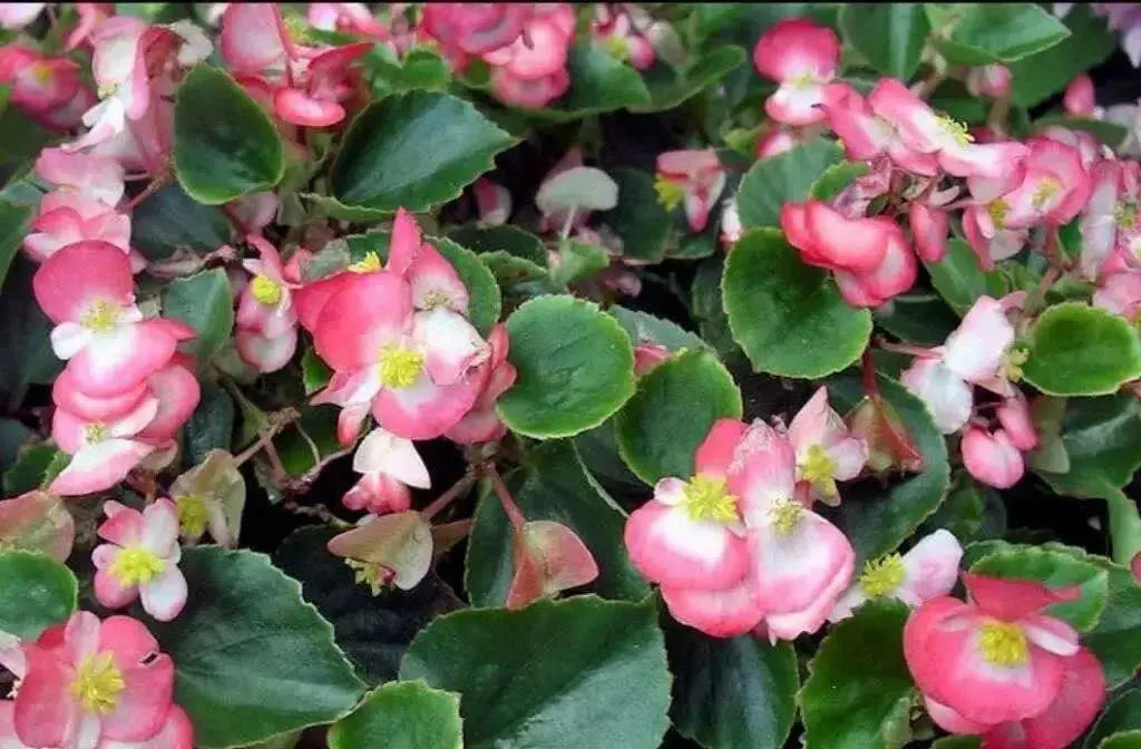 Wax Begonia - Rose  (Begonia Semperflorens -ROSE) GREAT container - Caribbean garden seed
