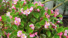 Wax Begonia - Rose  (Begonia Semperflorens -ROSE) GREAT container - Caribbean garden seed