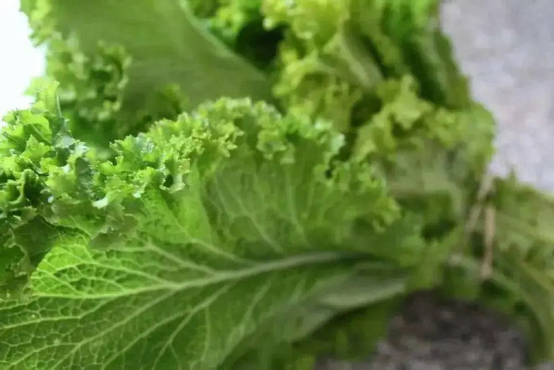 WASABINA Mustard Seeds, Brassica juncea, Asian Vegetables - Caribbean garden seed