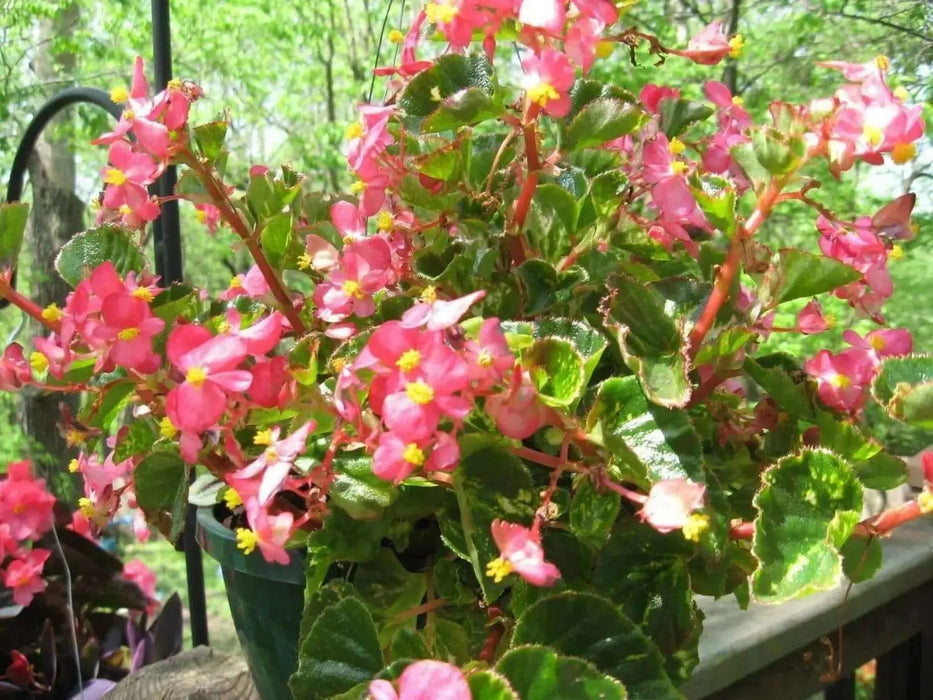 Wax Begonia - Rose  (Begonia Semperflorens -ROSE) GREAT container - Caribbean garden seed