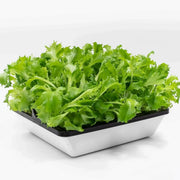 WASABINA Mustard Seeds, Brassica juncea, Asian Vegetables - Caribbean garden seed